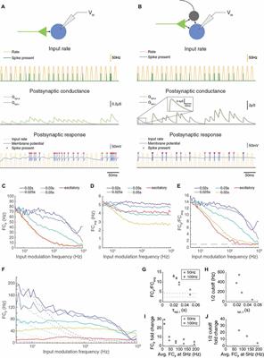 Paired Feed-Forward Excitation With Delayed Inhibition Allows High Frequency Computations Across Brain Regions